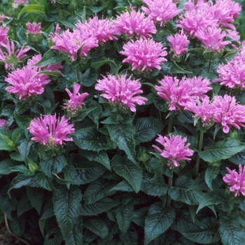 Monarda 'Petite Delight' - Bee Balm