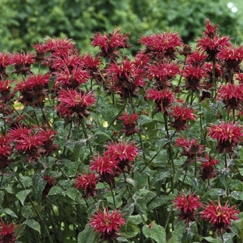 Monarda 'Raspberry Wine' - Bee Balm
