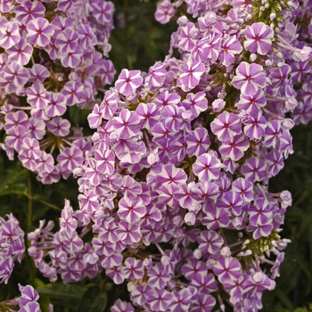 Phlox maculata 'Natascha' - Meadow Phlox