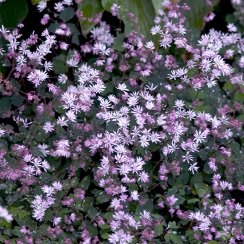 Thalictrum delavayi - Meadow Rue