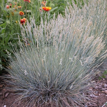 Festuca glauca 'Boulder Blue' - Grass-Ornamental