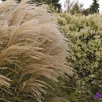 Miscanthus sinensis - 'Graziella'