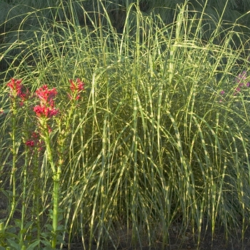 Miscanthus sinensis - 'Little Zebra'