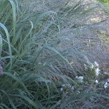 Panicum virgatum 'Dallas Blues' - Grass-Ornamental