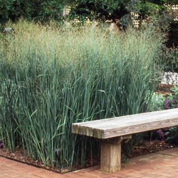 Panicum virgatum 'Heavy Metal' - Grass-Ornamental