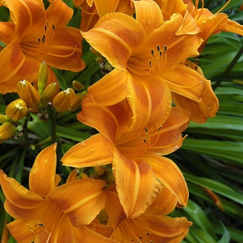 Hemerocallis 'Rocket City' - Daylily