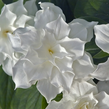 Trillium grandiflorum - 'Plenum'