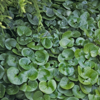 Asarum european - Wild Ginger