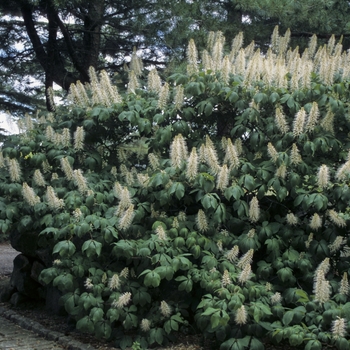 Aesculus glabra - Ohio Buckeye