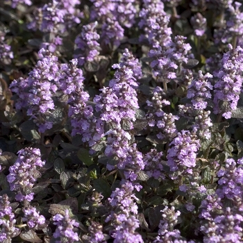 Ajuga 'Pink Surprise' - Bugleweed