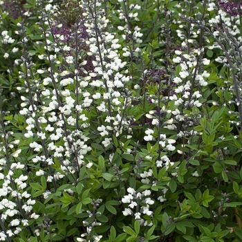 Baptisa alba - Wild Indigo