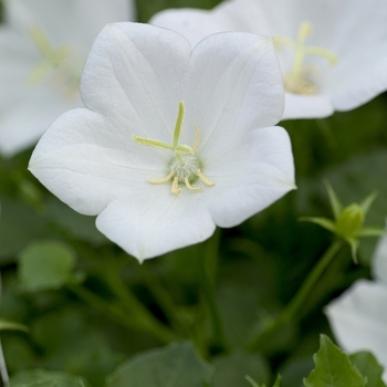 Campanula carpatica 'White Clips' - Carpathian Bellflower