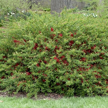 Chaenomeles x superba 'Texas Scarlet' - Flowering Quince
