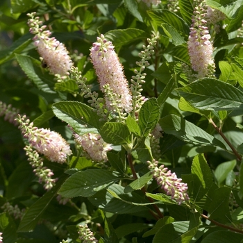 Clethra alnifolia 'Pink Spire' - Sweet Pepper Bush