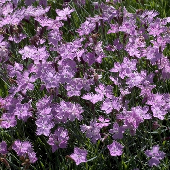 Dianthus 'Baths Pink' - Pinks