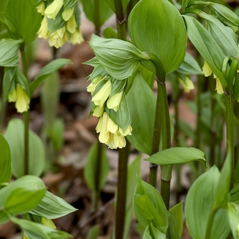 Disporum flavens - Yellow Fairy Bells