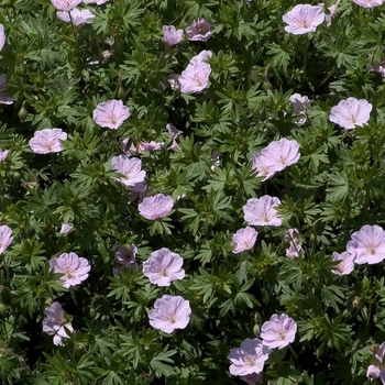 Geranium sanguineum 'Striatum' - Bloody Cranesbill