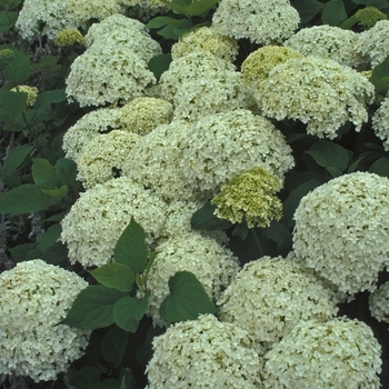 Hydrangea arborescens 'Annabelle' - Smooth Hydrangea