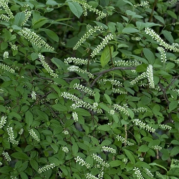 Itea virginica - Sweetspire