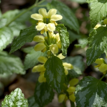 Lamium galeobdolon - 'Compacta' Yellow Archangel