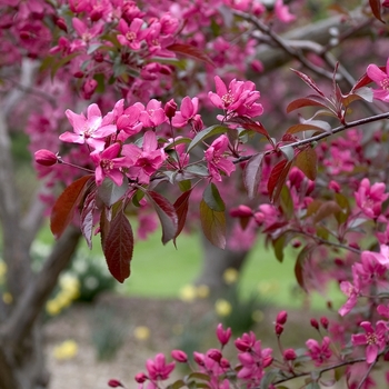 Malus hybrid 'Indian Magic' - 'Indian Magic' Crabapple
