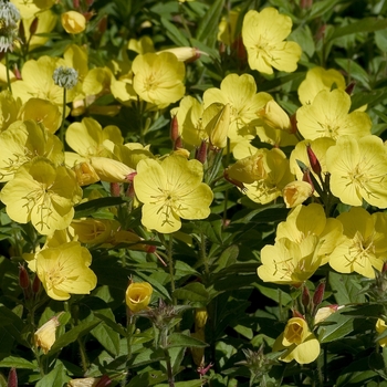 Oenothera fruticosa 'Youngii Lapsley' (Evening Primrose) - Youngii Lapsley Evening Primrose
