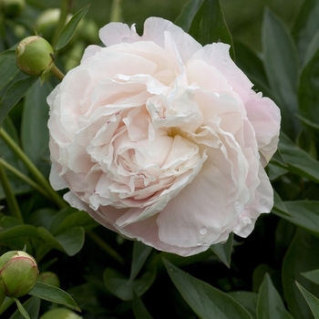Paeonia lactiflora - 'Mother's Choice' Peony