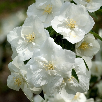 Philadelphus coronarius - Mock Orange