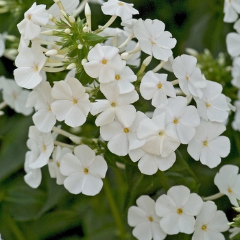 Phlox maculata 'Miss Lingard' - Meadow Phlox