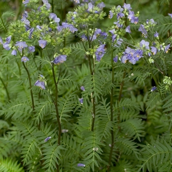 Polemonium yezoense - 'Bressingham Purple' Jacob's Ladder