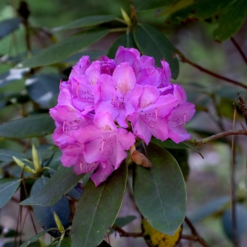Rhododendron hybrid - Purpureum Grandiflorum