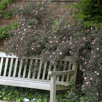 Rosa glauca - Blue-leafed rose