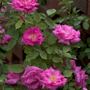 Rosa 'Zepherine Drouhin' (Rose) - Zepherine Drouhin Rose