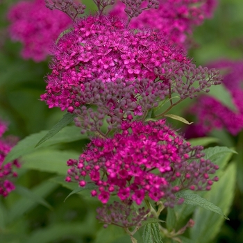 Spiraea japonica 'Neon Flash' - Neon Flash Japanese Spirea