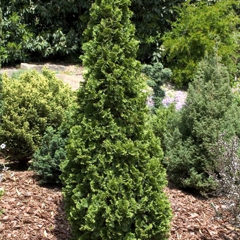 Thuja occidentalis - 'Degroots Spire'