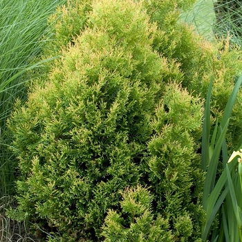 Thuja occidentalis - 'Rheingold'