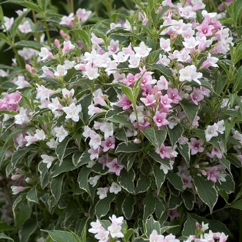 Weigela florida 'Suzanne' - Old Fashioned Weigela