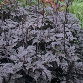 Cimicifuga ramosa 'Brunette' - Purple-leaf Bugbane