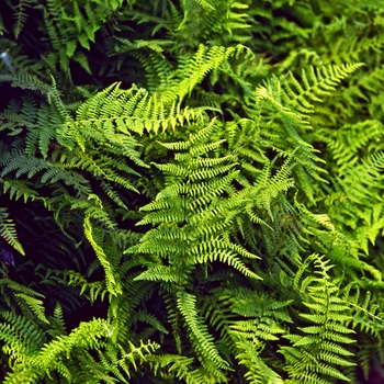 Dennstaedtia punctilobula - Hay Scented Fern