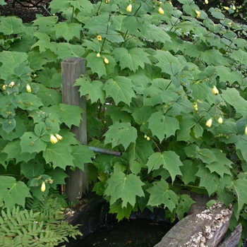 Kirengeshoma palmata - Yellow Waxbells