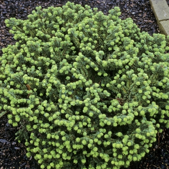 Abies balsamea 'Nana' - Dwarf Balsam Fir