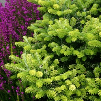 Abies koreana 'Aurea' (Korean Fir) - Aurea Korean Fir