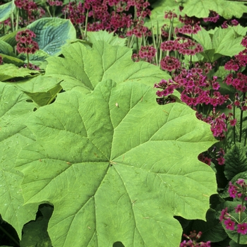 Astilboides tabularis - Shieldleaf Rodgersia