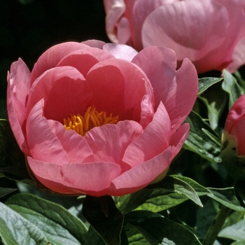 Paeonia 'Lovely Rose' - Peony
