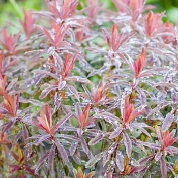 Euphorbia polychroma - 'Bonfire' Spurge