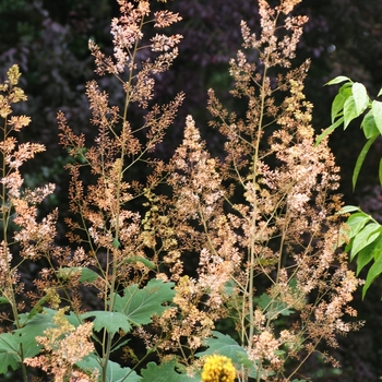 Maclaeya cordata - Plume Poppy