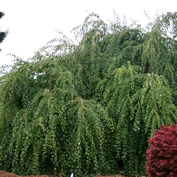 Cercidiphyllum japonicum 'Pendula' - Weeping Katsura Tree