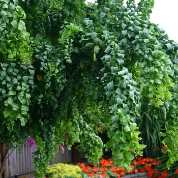 Robinia pseudoacacia - 'Twisty Baby™' Black Locust