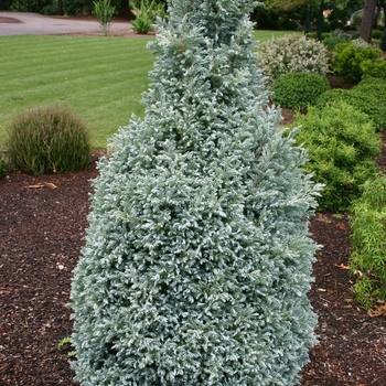 Chamaecyparis pisifera 'True Blue' - Japanese False Cypress