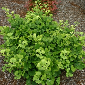 Ginkgo biloba 'Mariken' - Ginkgo Tree